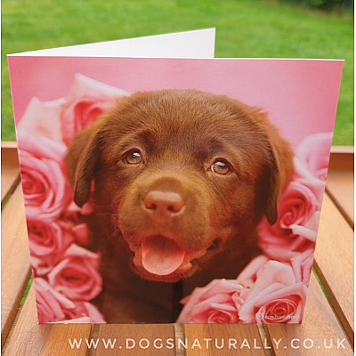 Chocolate Labrador Rachael Hale Greetings Card Dozer